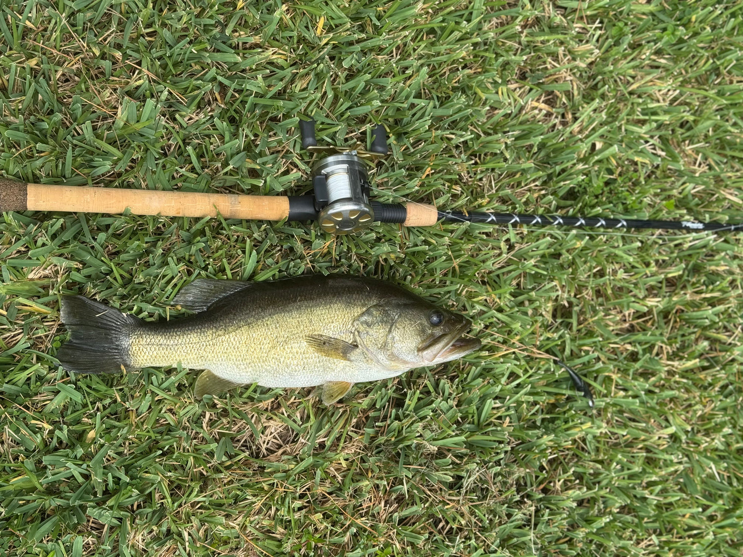 Freshwater Rods